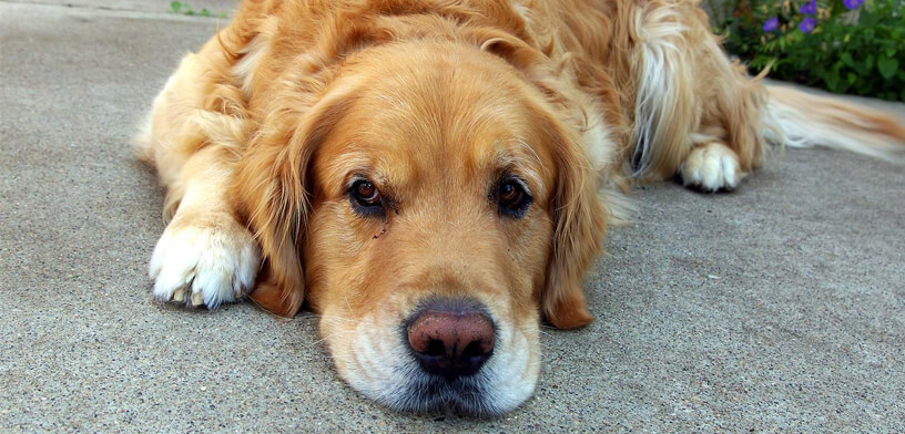 2025’s Top 5 Joint Support Supplements for Dogs