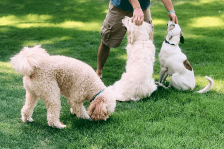 why do dogs eat grass?