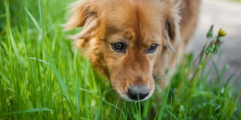 why do dogs eat grass featured image