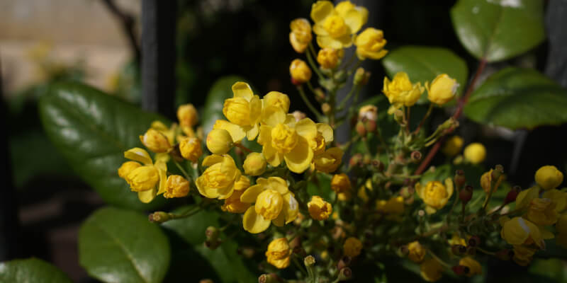 Top 5 Berberine Supplements of 2025 – A Buyer’s Guide