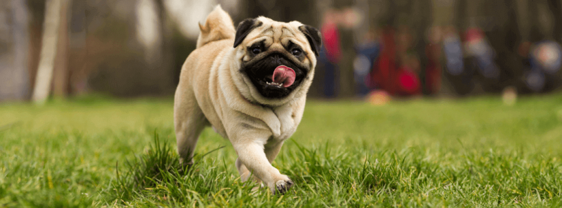 2024’s Top Probiotics for Dogs – A Buyer’s Guide