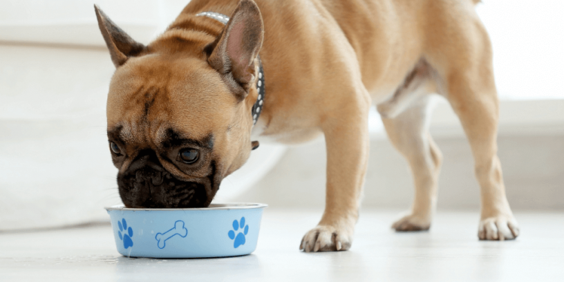 Can Dogs Actually Eat Blueberries?