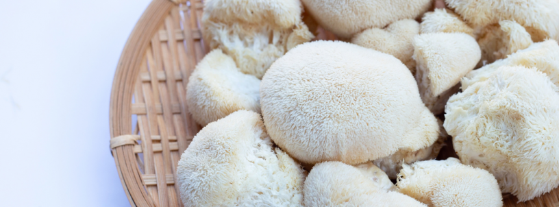 Top 5 Lion’s Mane Supplements – A Buyer’s Guide